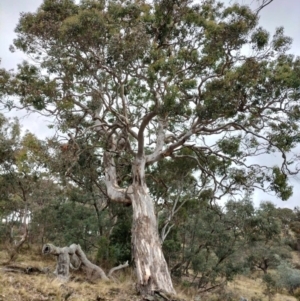 Eucalyptus polyanthemos subsp. polyanthemos at QPRC LGA - suppressed