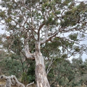 Eucalyptus polyanthemos subsp. polyanthemos at QPRC LGA - suppressed