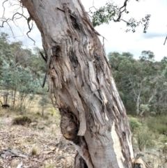 Eucalyptus polyanthemos subsp. polyanthemos at QPRC LGA - suppressed