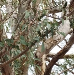 Eucalyptus polyanthemos subsp. polyanthemos at QPRC LGA - suppressed