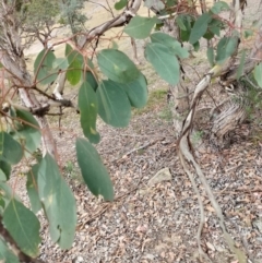 Eucalyptus polyanthemos subsp. polyanthemos (Red Box) at QPRC LGA - 4 May 2024 by AmandaC