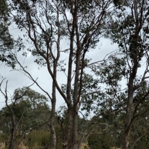 Eucalyptus polyanthemos subsp. polyanthemos at QPRC LGA - 4 May 2024