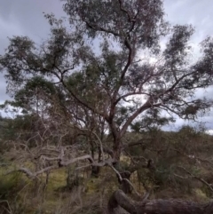 Eucalyptus goniocalyx subsp. goniocalyx (Long-leaved Box) at Carwoola, NSW - 4 May 2024 by AmandaC