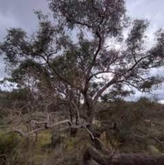 Unidentified Gum Tree at Carwoola, NSW - 4 May 2024 by AmandaC