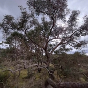 Eucalyptus goniocalyx subsp. goniocalyx at QPRC LGA - suppressed