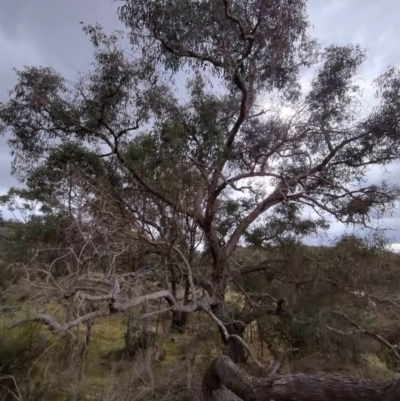 Eucalyptus goniocalyx subsp. goniocalyx (Long-leaved Box) at Carwoola, NSW - 4 May 2024 by AmandaC