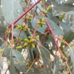 Eucalyptus goniocalyx subsp. goniocalyx at QPRC LGA - suppressed