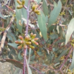 Eucalyptus goniocalyx subsp. goniocalyx at QPRC LGA - suppressed