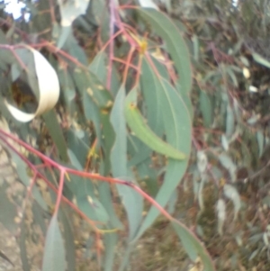 Eucalyptus goniocalyx subsp. goniocalyx at QPRC LGA - suppressed