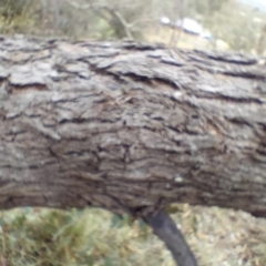 Eucalyptus goniocalyx subsp. goniocalyx at QPRC LGA - suppressed