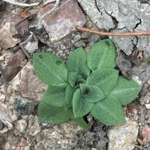 Speculantha rubescens at Aranda, ACT - suppressed