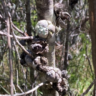 Callitris muelleri (Illawarra Cypress Pine) at Fitzroy Falls - 3 Mar 2024 by Tapirlord