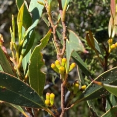 Eucalyptus dendromorpha (Budawang Ash) at Fitzroy Falls - 3 Mar 2024 by Tapirlord