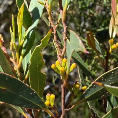Eucalyptus dendromorpha (Budawang Ash) at Fitzroy Falls - 3 Mar 2024 by Tapirlord