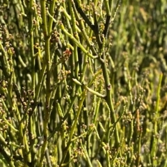 Leptomeria acida (Native Currant, Sour Currant Bush) at Fitzroy Falls - 3 Mar 2024 by Tapirlord