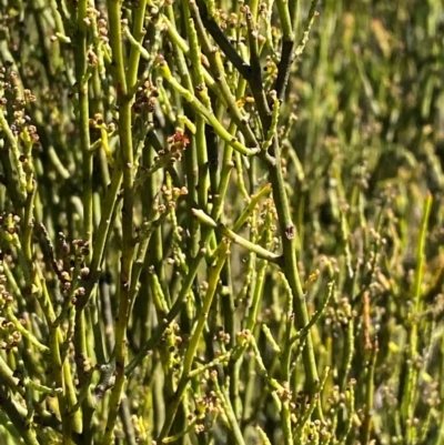 Leptomeria acida (Native Currant, Sour Currant Bush) at Fitzroy Falls - 3 Mar 2024 by Tapirlord