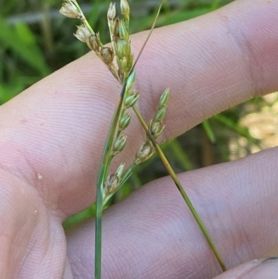 Juncus subsecundus (Finger Rush) at Fitzroy Falls - 3 Mar 2024 by Tapirlord