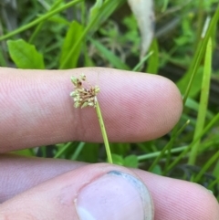 Isolepis prolifera at Fitzroy Falls - 3 Mar 2024 by Tapirlord