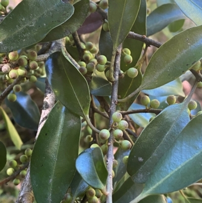 Myrsine howittiana (Brush Muttonwood) at Morton National Park - 3 Mar 2024 by Tapirlord