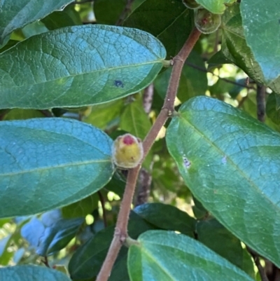 Ficus coronata (Creek Sandpaper Fig) at Morton National Park - 3 Mar 2024 by Tapirlord