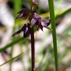 Corunastylis woollsii (Dark Midge Orchid) at Budderoo National Park - 3 Mar 2024 by Tapirlord