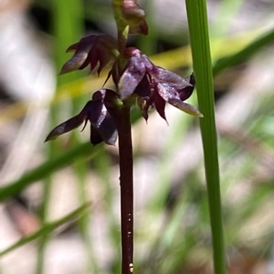Corunastylis woollsii (Dark Midge Orchid) at Budderoo National Park - 3 Mar 2024 by Tapirlord