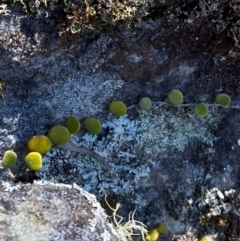 Pyrrosia rupestris (Rock Felt Fern) at Budderoo National Park - 3 Mar 2024 by Tapirlord