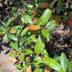 Elaeocarpus reticulatus (Blueberry Ash, Fairy Petticoats) at Budderoo National Park - 3 Mar 2024 by Tapirlord