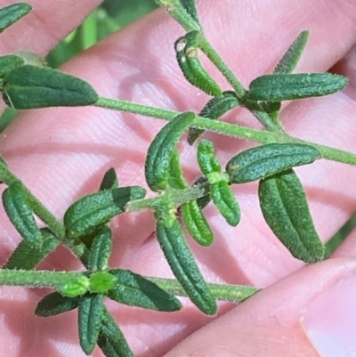 Prostanthera hirtula (Hairy Mint-bush) at Robertson - 3 Mar 2024 by Tapirlord