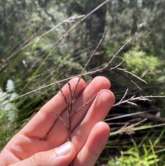 Lepidosperma urophorum (Tailed Rapier-sedge) at Budderoo National Park - 3 Mar 2024 by Tapirlord