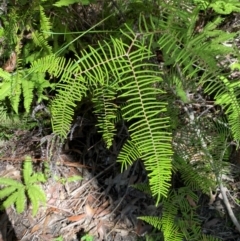 Gleichenia dicarpa (Wiry Coral Fern) at Budderoo National Park - 3 Mar 2024 by Tapirlord