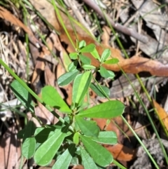 Pultenaea daphnoides (Large-leaf Bush-pea) at Budderoo National Park - 3 Mar 2024 by Tapirlord