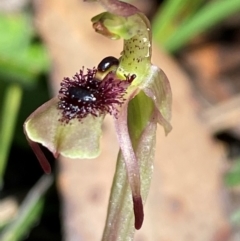 Chiloglottis seminuda (Turtle Orchid) at Budderoo National Park - 3 Mar 2024 by Tapirlord