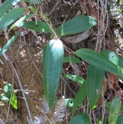 Smilax glyciphylla (Native Sarsaparilla) at Budderoo National Park - 3 Mar 2024 by Tapirlord
