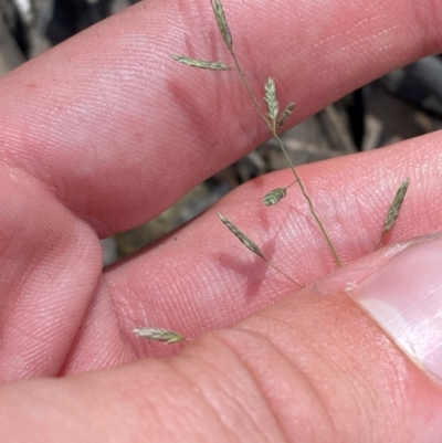 Eragrostis brownii (Common Love Grass) at Budderoo National Park - 3 Mar 2024 by Tapirlord