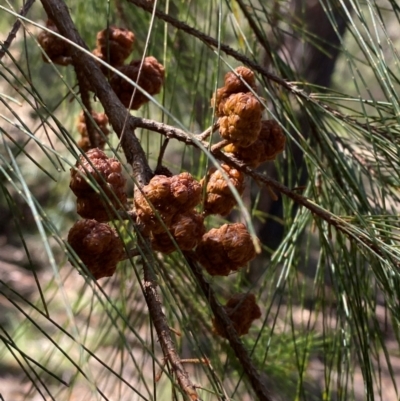 Allocasuarina littoralis (Black She-oak) at Budderoo National Park - 2 Mar 2024 by Tapirlord