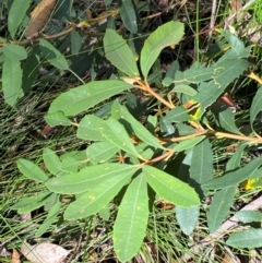 Banksia paludosa subsp. paludosa (Swamp Banksia) at Robertson - 2 Mar 2024 by Tapirlord