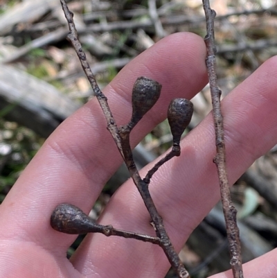 Eucalyptus sieberi (Silvertop Ash) at Robertson - 2 Mar 2024 by Tapirlord