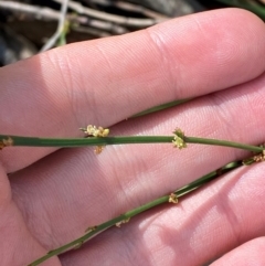 Amperea xiphoclada var. xiphoclada (Broom Spurge) at Robertson - 2 Mar 2024 by Tapirlord