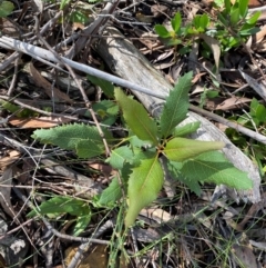 Lomatia ilicifolia (Holly Lomatia) at Robertson - 2 Mar 2024 by Tapirlord