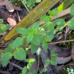 Gonocarpus teucrioides (Germander Raspwort) at Morton National Park - 3 Mar 2024 by Tapirlord