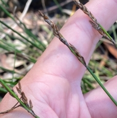 Lepyrodia scariosa (Chaffy Scale-rush) at Morton National Park - 2 Mar 2024 by Tapirlord