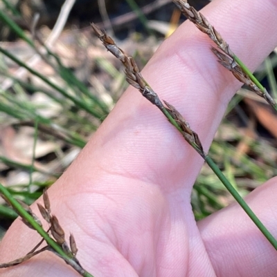 Lepyrodia scariosa (Chaffy Scale-rush) at Morton National Park - 2 Mar 2024 by Tapirlord