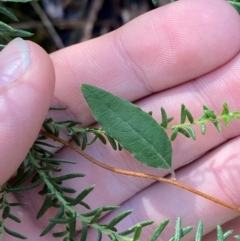 Billardiera mutabilis (Climbing Apple Berry, Apple Berry, Snot Berry, Apple Dumblings, Changeable Flowered Billardiera) at Robertson - 3 Mar 2024 by Tapirlord