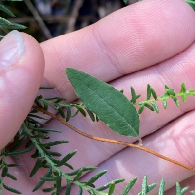 Billardiera mutabilis (Climbing Apple Berry, Apple Berry, Snot Berry, Apple Dumblings, Changeable Flowered Billardiera) at Robertson - 2 Mar 2024 by Tapirlord