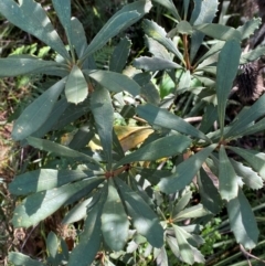 Banksia paludosa subsp. paludosa (Swamp Banksia) at Morton National Park - 2 Mar 2024 by Tapirlord