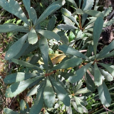 Banksia paludosa subsp. paludosa (Swamp Banksia) at Morton National Park - 2 Mar 2024 by Tapirlord