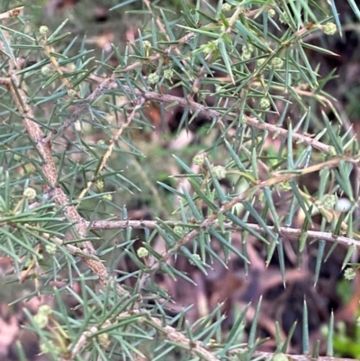 Acacia ulicifolia (Prickly Moses) at Morton National Park - 2 Mar 2024 by Tapirlord