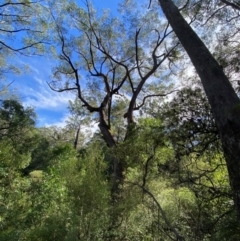 Eucalyptus piperita subsp. urceolaris at Morton National Park - 3 Mar 2024 by Tapirlord