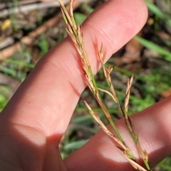 Lepidosperma laterale (Variable Sword Sedge) at Robertson - 3 Mar 2024 by Tapirlord